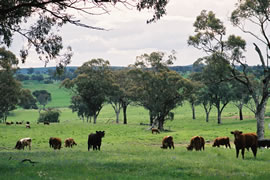 Cattle_Molong