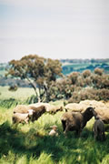 Lambs