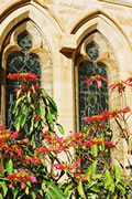 Pointsettier