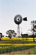 Windmill_canola
